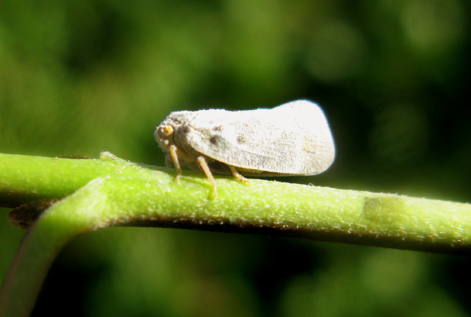 Metcalfa pruinosa
